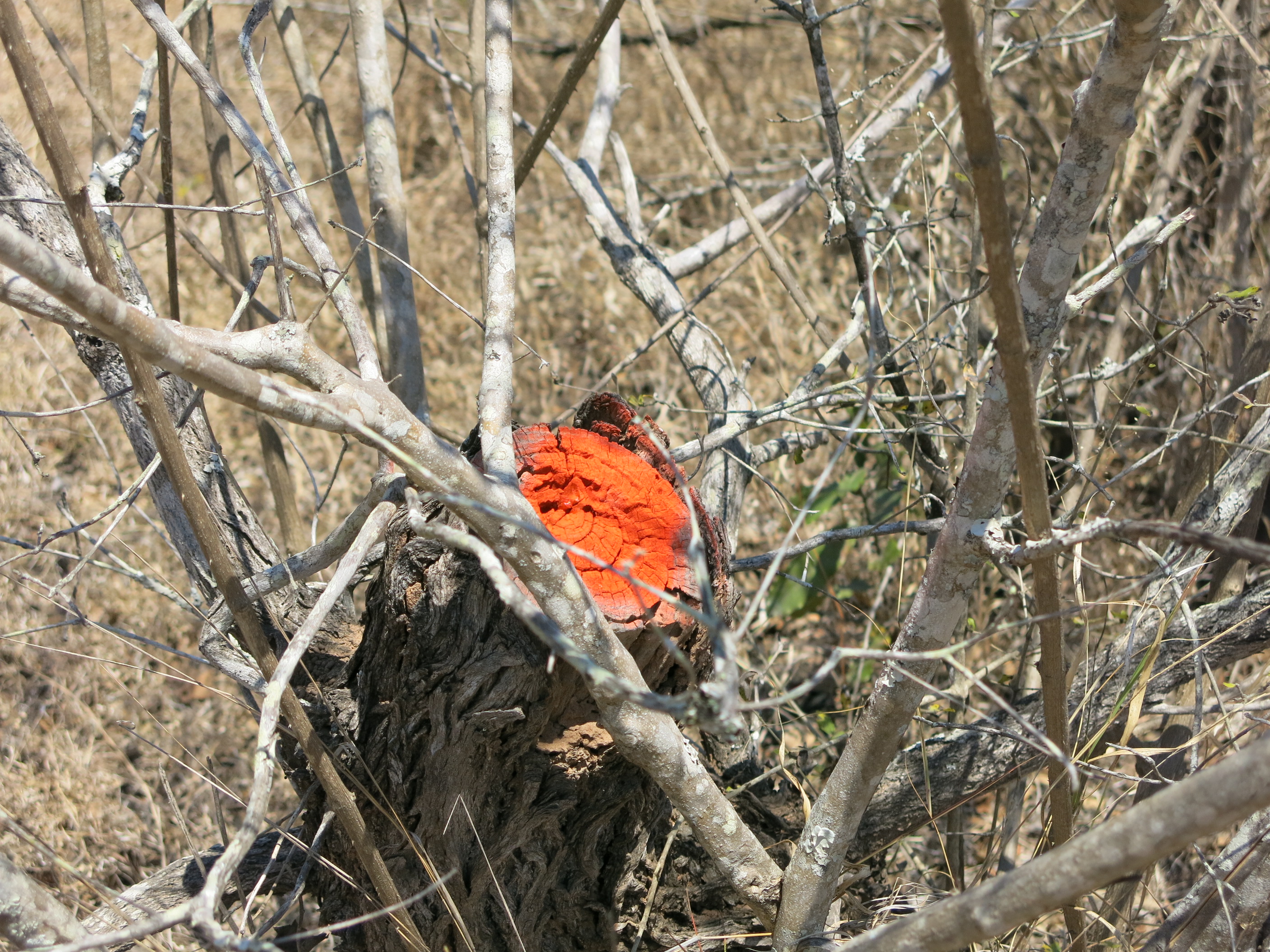 Cut trees are marked so they aren't recorded a second time.