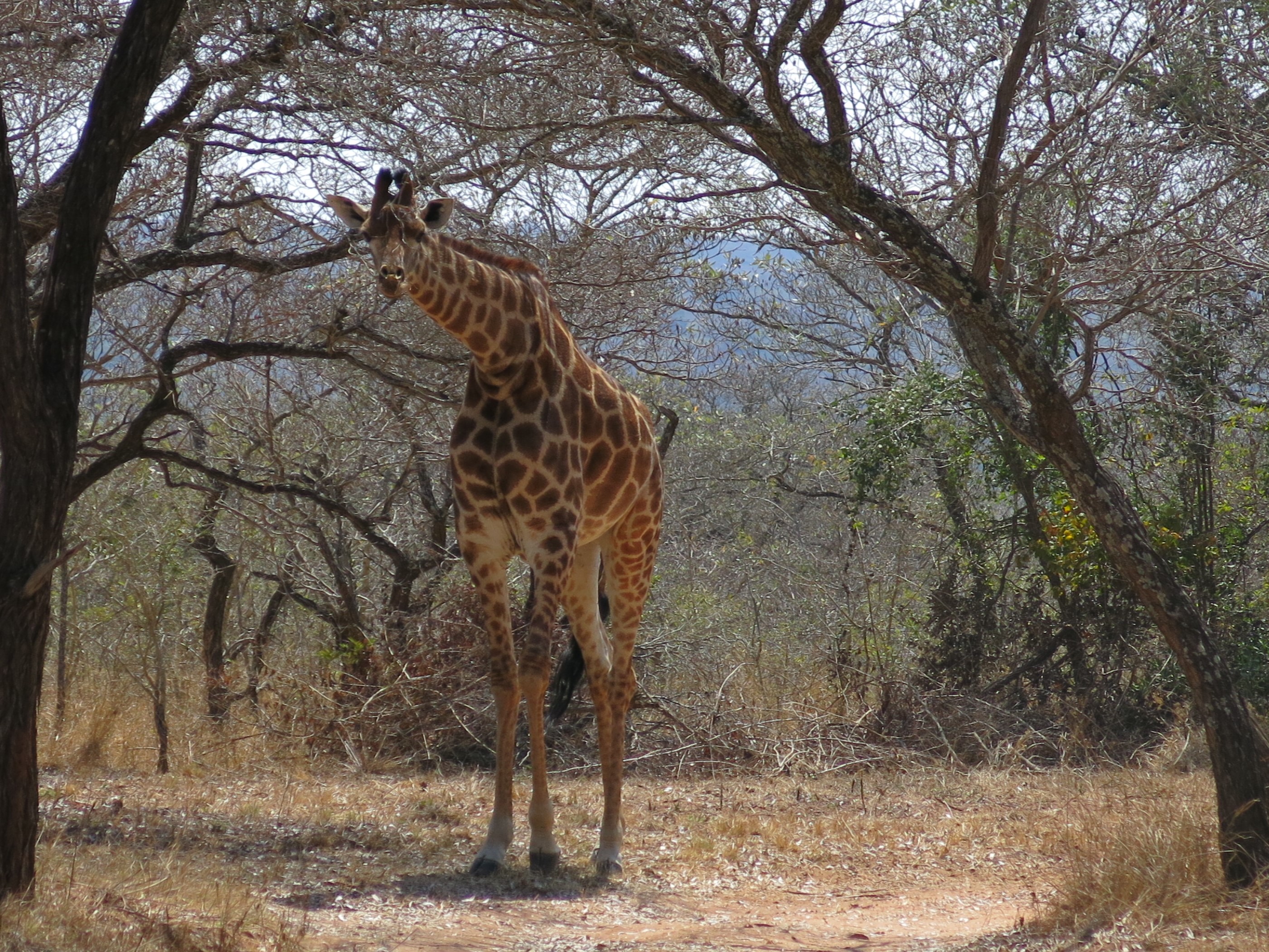 Gap Year, Giraffe, South Africa