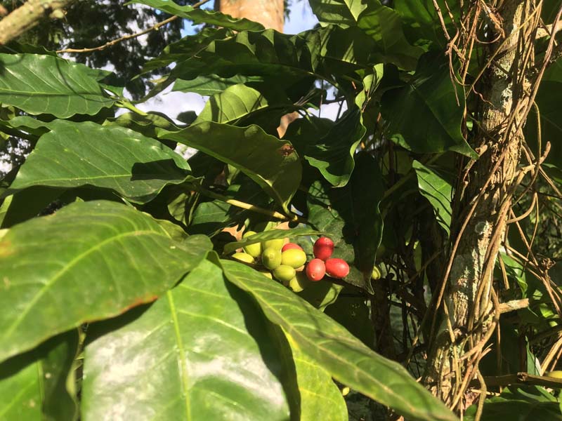 These are coffee beans. The green ones aren’t ready to be picked and roasted, but the red ones are. 
